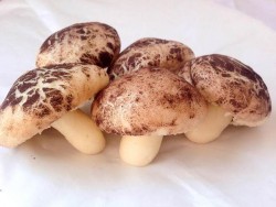 黑松露蘑菇包