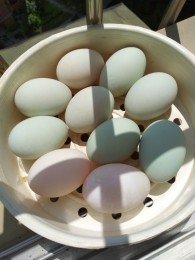 李孃孃爱厨房之一一自制咸鸭蛋的做法