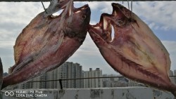 鱼爱上了肉-黄鱼鲞烧肉