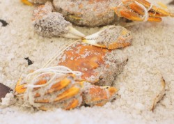蒜香奶油焗螃蟹和盐烤蟹腿